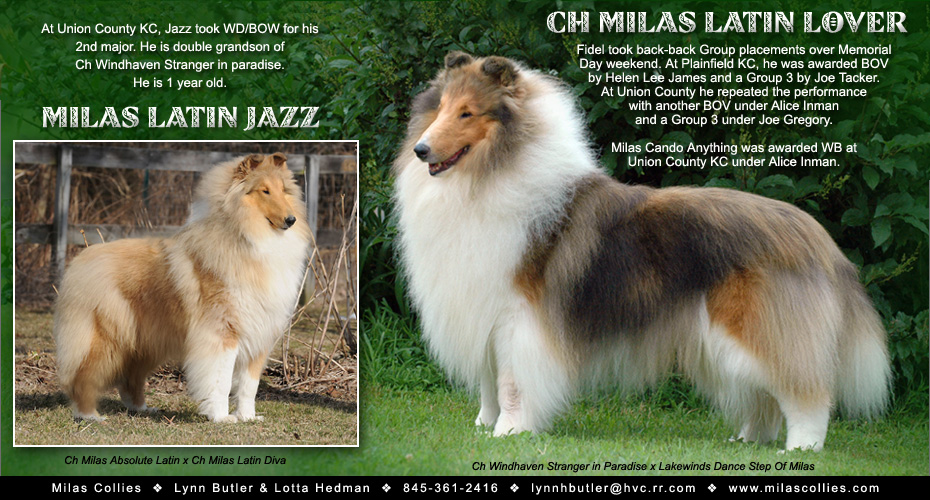 Milas Collies -- CH Milas Latin Lover and Milas Latin Jazz