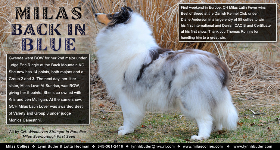 Milas Collies -- Milas Back In Blue