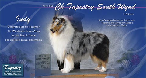 Tapestry Collies -- CH Tapestry South Wynd