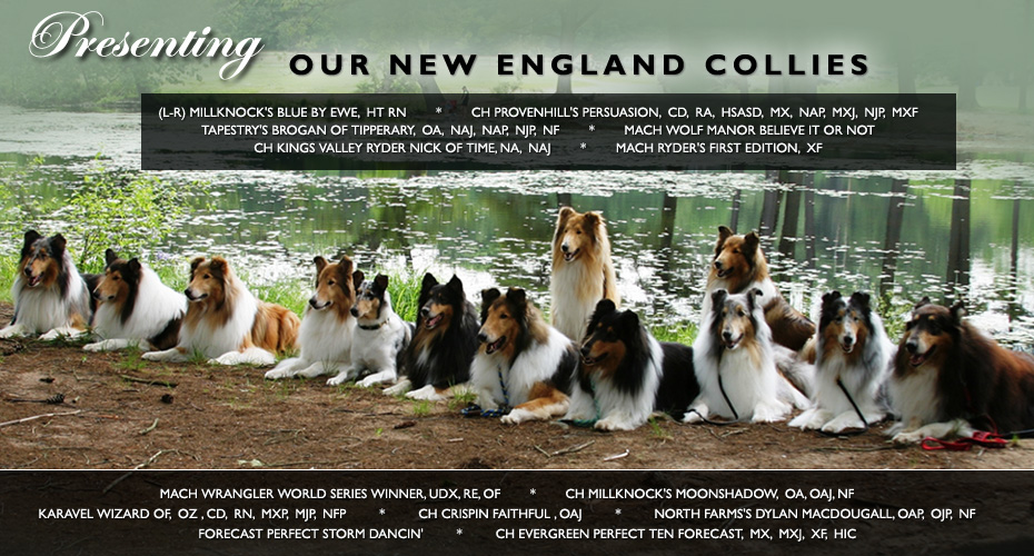 Presenting Our New England Collies