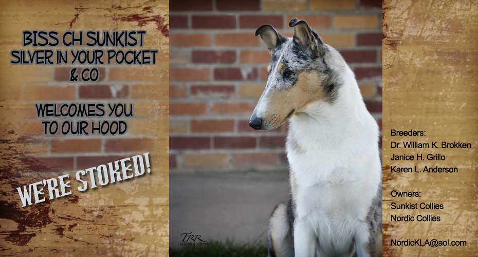 Nordic Collies / Sunkist Collies  -- CH Sunkist Silver In Your Pocket