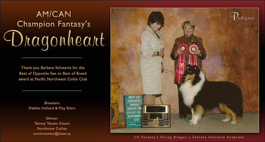 Northview Collies -- AM/CAN CH Fantasy's Dragonheart