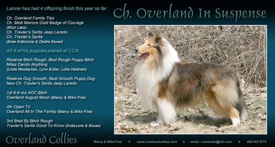 Overland Collies -- CH Overland In Suspense