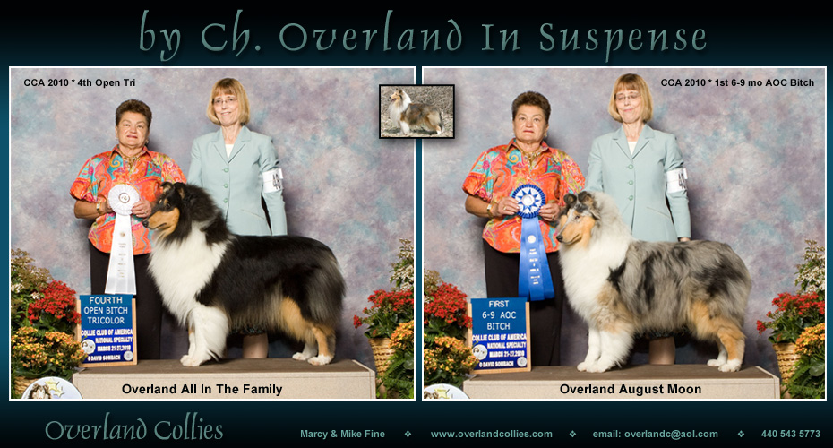 Overland Collies -- Overland All In The Family and Overland August Moon