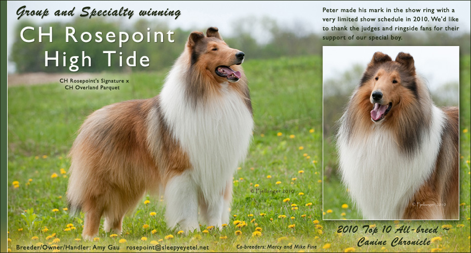 Rosepoint Collies -- CH Rosepoint High Tide