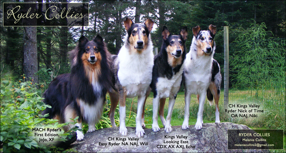 Ryder Collies -- MACH Ryder's First Edition XF, CH Kings Valley Easy Ryder NA NAJ, Kings Valley Looking East CDX AX AXJ and CH Kings Valley Ryder Nick of Time OA NAJ
