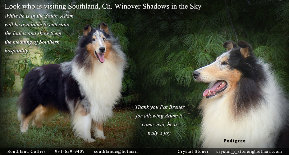 Southland Collies -- CH Winover Shadows In The Sky