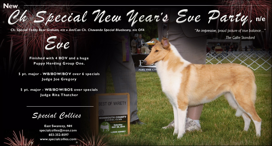 Special Collies -- CH Special New Year's Eve Party, ne