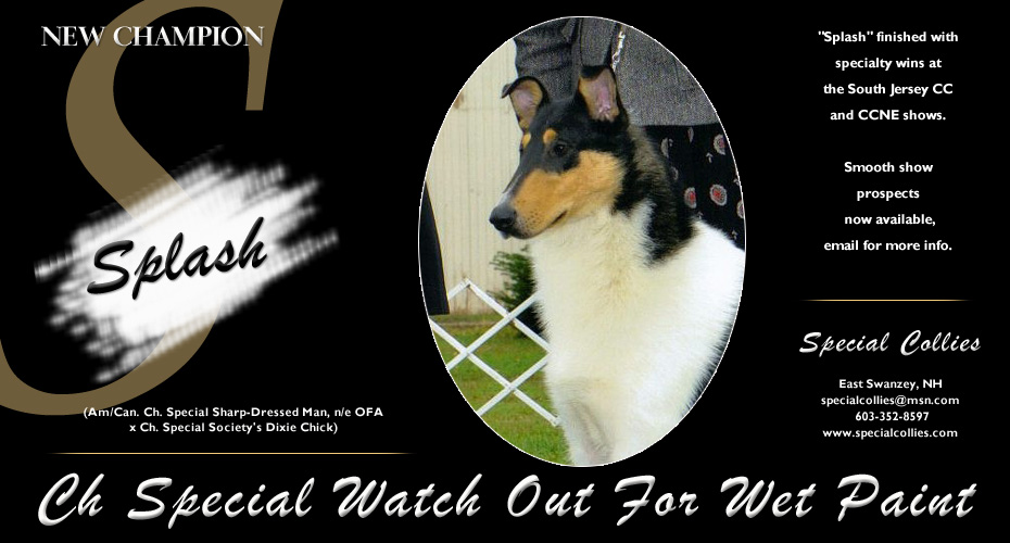 Special Collies -- CH Special Watch Out For Wet Paint