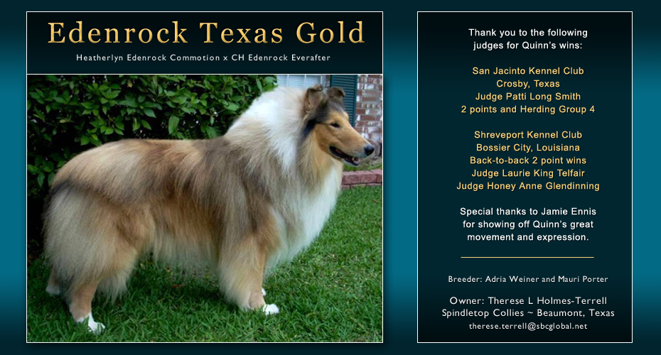Spindletop Collies -- Edenrock Texas Gold