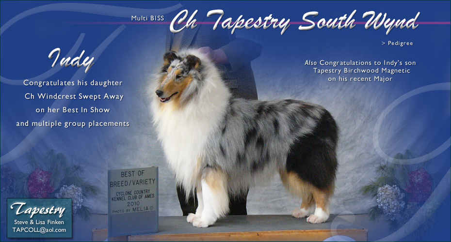 Tapestry Collies -- CH Tapestry South Wynd