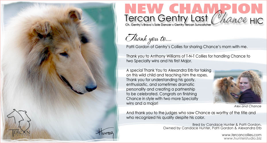 Tercan Collies -- CH Tercan Gentry Last Chance HIC