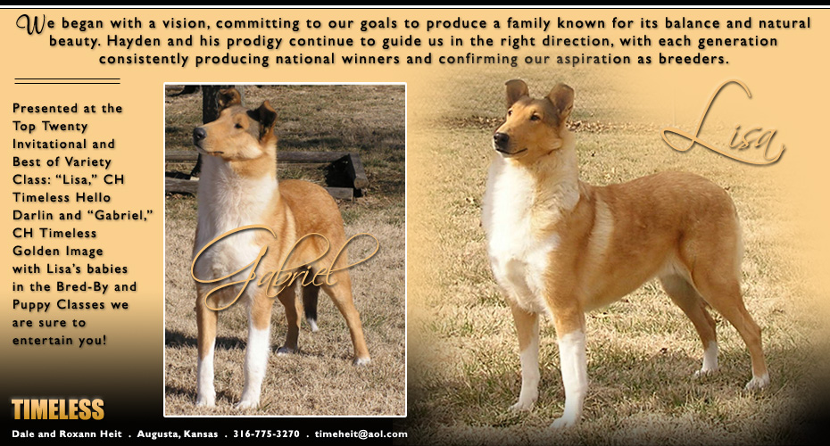 Timeless Collies -- CH Timeless Hello Darlin and CH Timeless Golden Image 