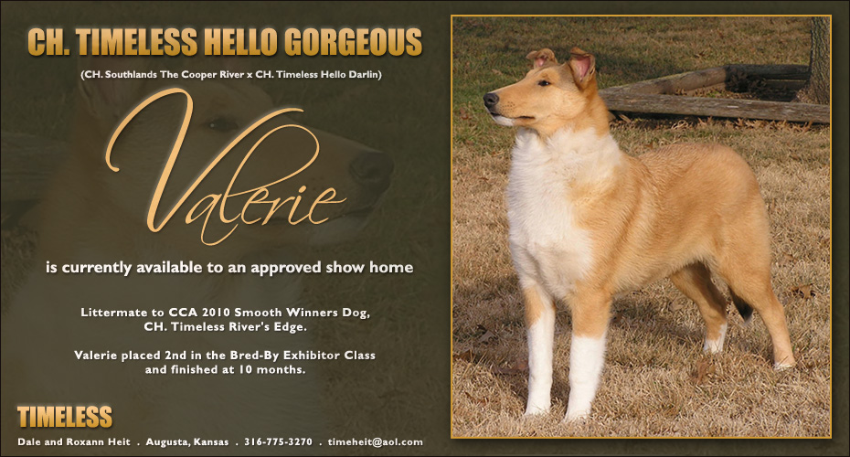 Timeless Collies -- CH Timeless Hello Gorgeous