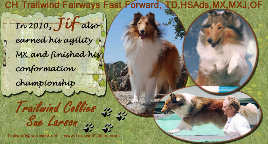 Trailwind Collies -- CH Trailwind Fairways Fast Forward, TD, HSAds, MX, MXJ, OF