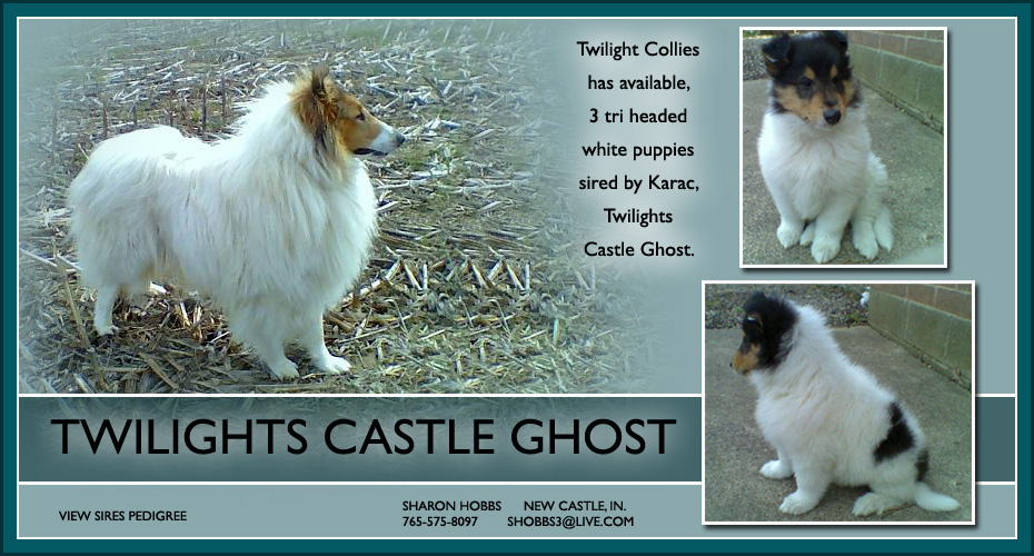 Twilight Collies -- Twilights Castle Ghost