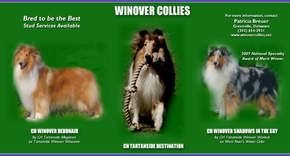 Winover Collies