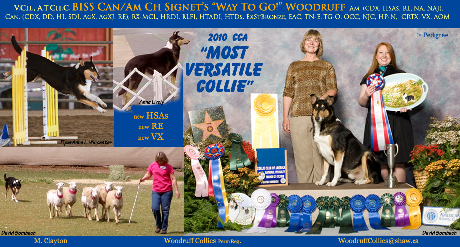 Woodruff Collies -- CAN/AM CH Signet's Way To Go!" Woodruff