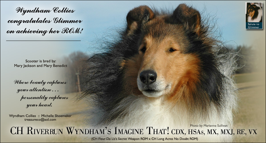 Wyndham Collies -- Tribute to CH Long Acres No Doubt, ROM -- CH Riverrun Wyndham's Imagine That! CDX, HSAs, MX, MXJ, RE, VX