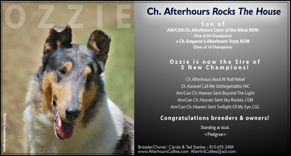 Afterhours Collies -- CH Afterhours Rocks The House