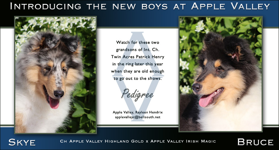 Apple Valley Collies 