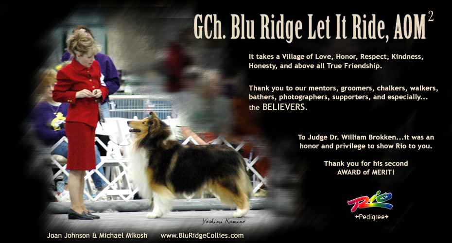 Blu Ridge Collies -- GCH Blu Ridge Let It Ride