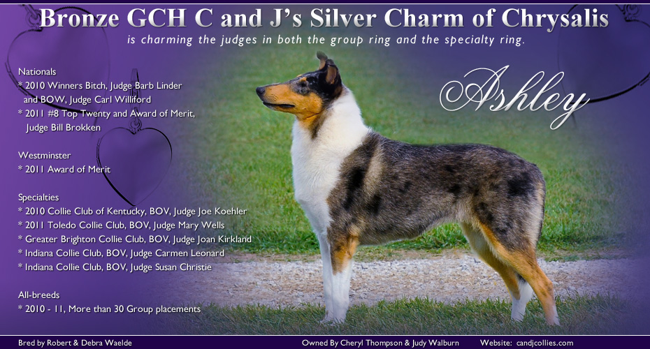 C and J Collies -- Bronze GCH C and J's Silver Charm of Chrysalis