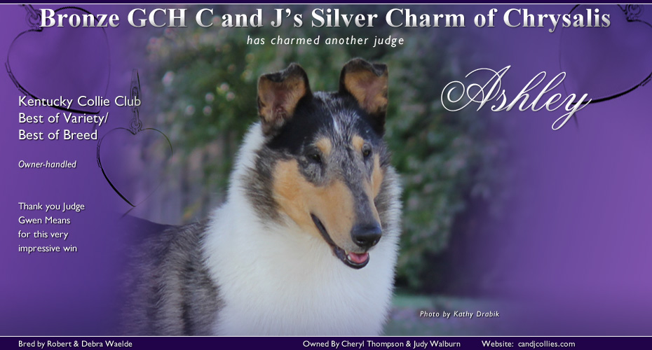 C and J Collies -- Bronze GCH C and J's Silver Charm of Chrysalis
