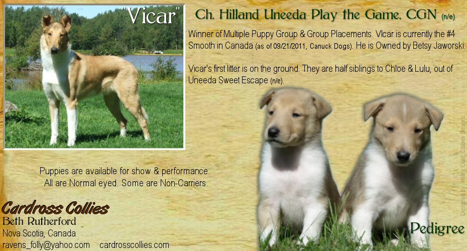 Cardross Collies -- CH Hilland Uneeda Play The Game, CGN