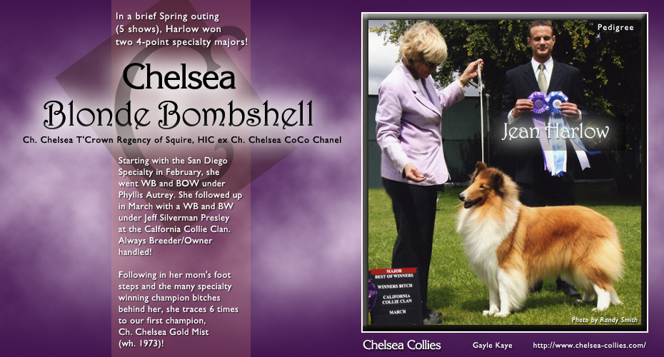 Chelsea Collies -- Chelsea Blonde Bombshell