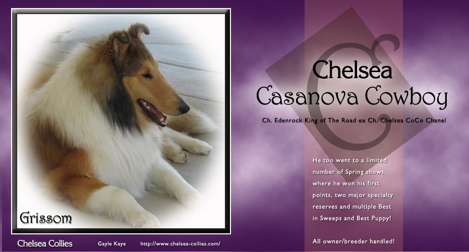 Chelsea Collies -- Chelsea Casanova Cowboy