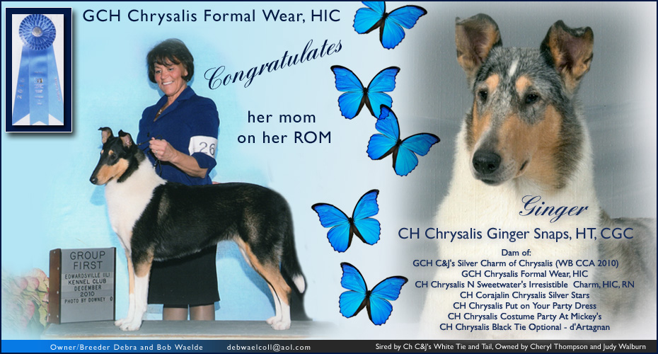 Chrysalis Collies -- GCH Chrysalis Formal Wear HIC and CH Chrysalis Ginger Snaps HT CGC