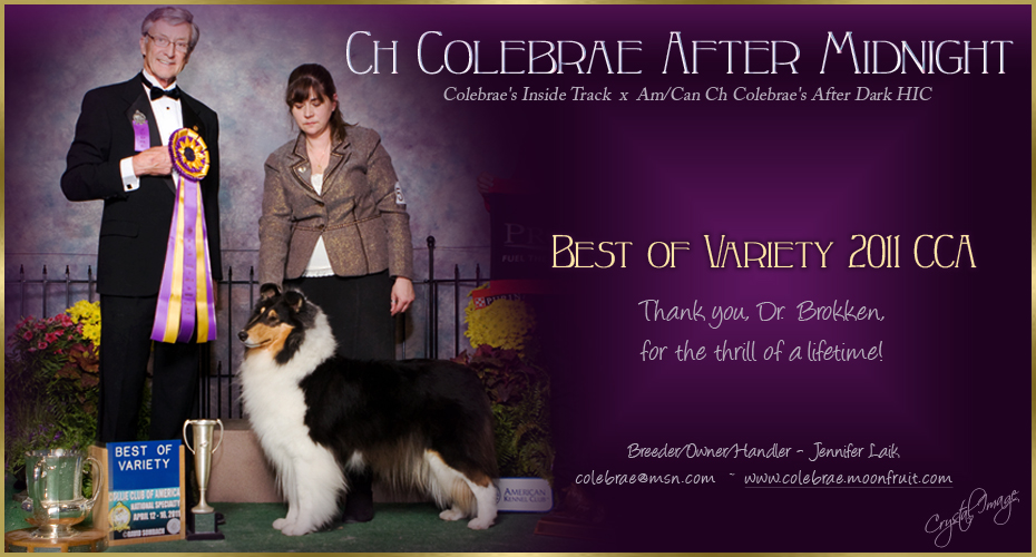 Colebrae Collies -- CH Colebrae After Midnight