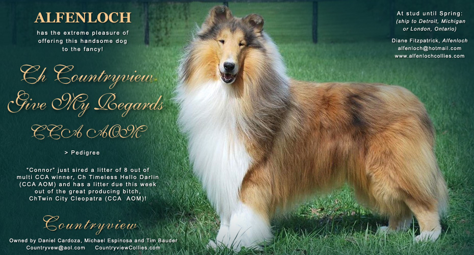 Countryview Collies / Alfenloch Collies -- CH Countryview Give My Regards