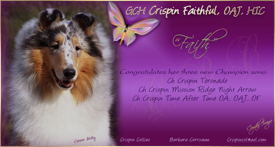 Crispin Collies -- GCH Crispin Faithful, OAJ, HIC
