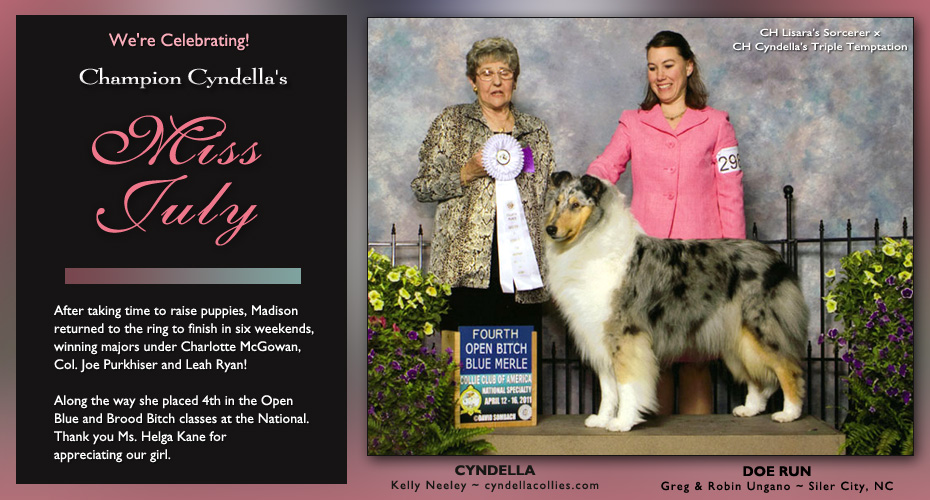 Cyndella Collies -- CH Cyndella's Miss July