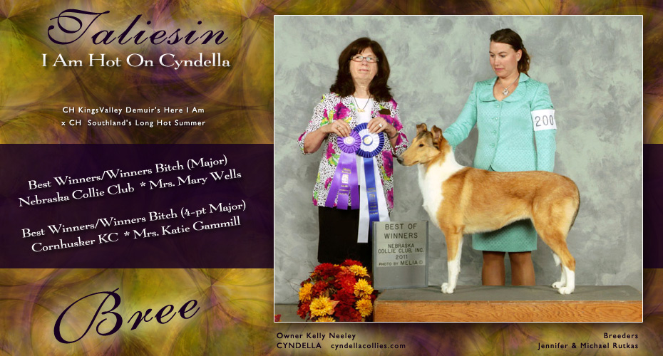 Cyndella Collies -- Taliesin I Am Hot On Cyndella 