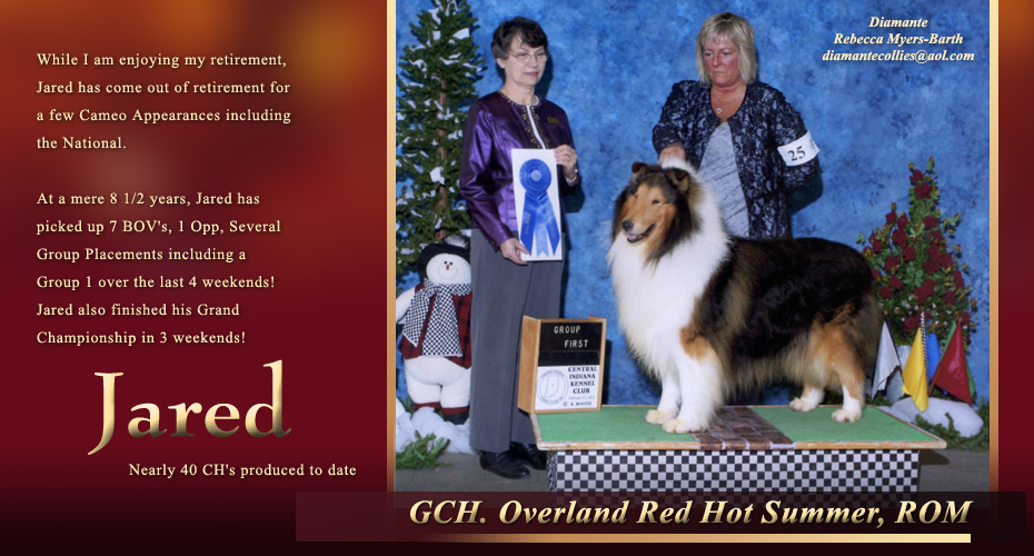 Schaladon Collies / Diamante Collies -- GCH Overland Red Hot Summer, ROM