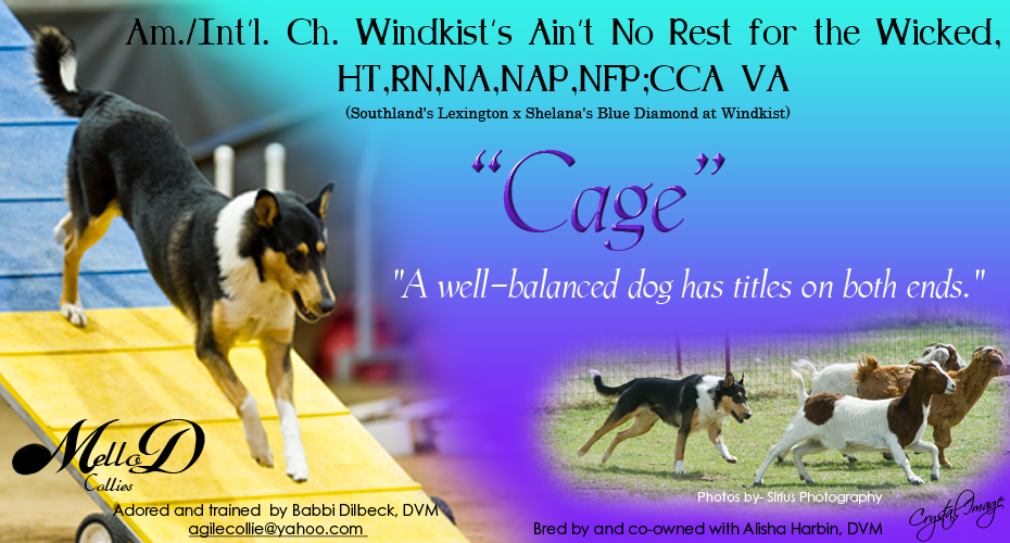 Babbi Dilbeck, DVM / Alisha Harbin, DVM -- CH Windkist's Aint No Rest For The Wicked, HT, RN, NAP, NFP, CCA VA