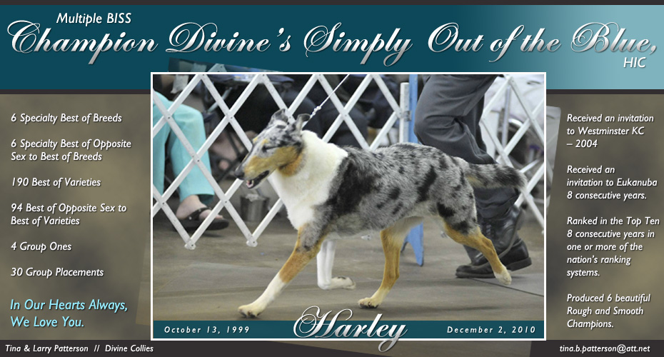 Divine Collies -- In Loving Memory of  Champion Divine’s Simply Out of the Blue, HIC