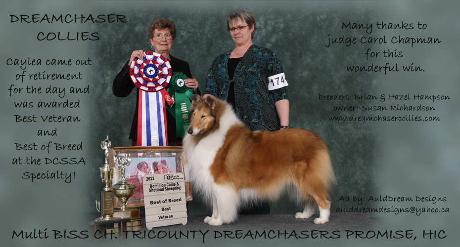 Dreamchaser Collies -- CH Tricounty Dreamchasers Promise, HIC