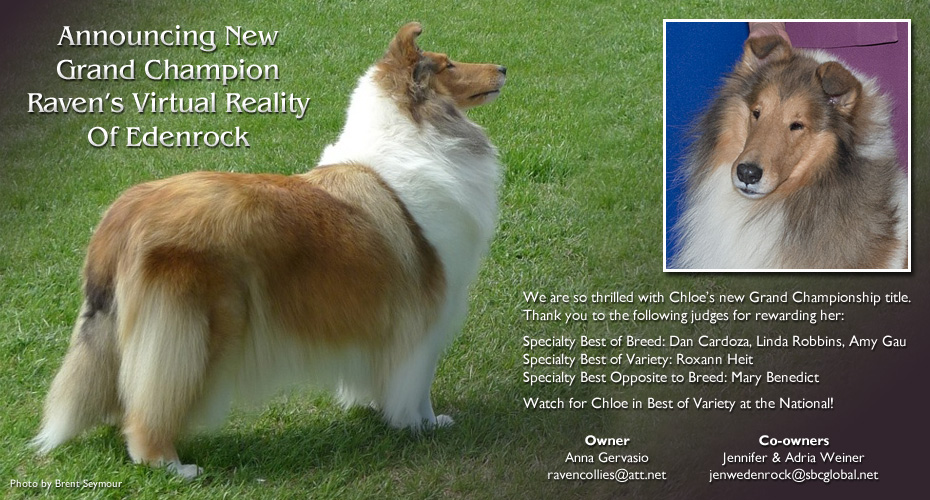 Raven Collies and Edenrock Collies -- GCH Raven's Virtual Reality Of Edenrock