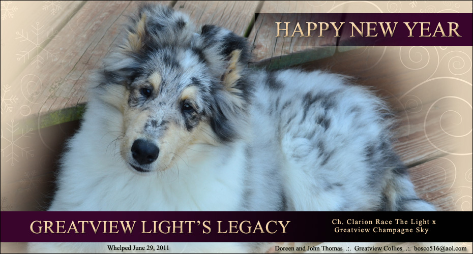 Greatview Collies -- Greatview Light's Legacy