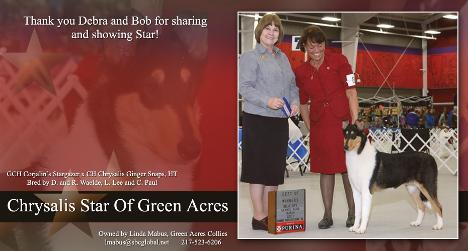 Green Acres Collies -- Chrysalis Star Of Green Acres