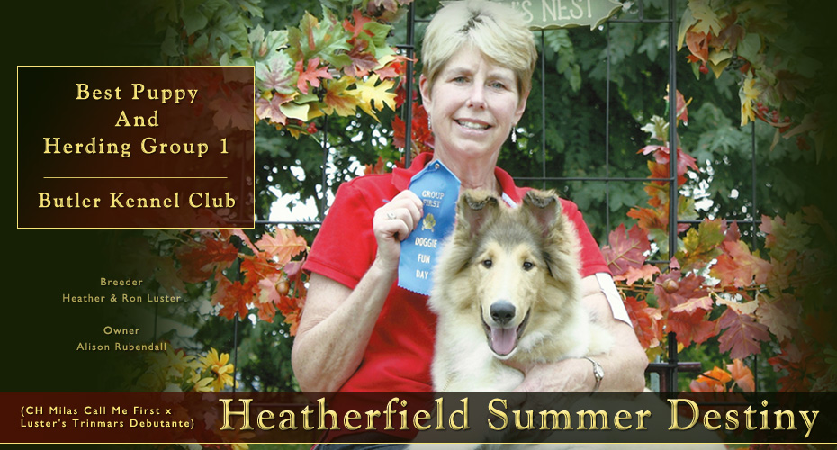 Heatherfield Collies -- Heatherfield Summer Destiny
