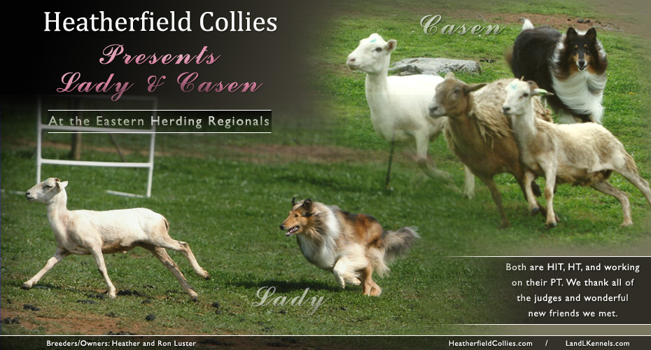 Heatherfield Collies -- Lady and Casen