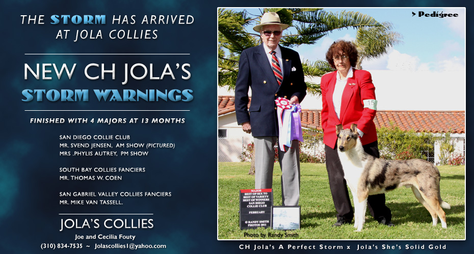 Jola's Collies -- CH Jola's Storm Warnings
