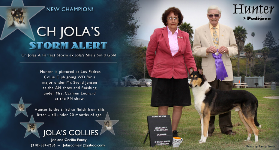 Jola's Collies -- CH Jola's Storm Alert