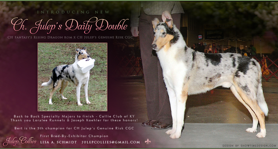 Julep Collies -- CH Julep's Daily Double