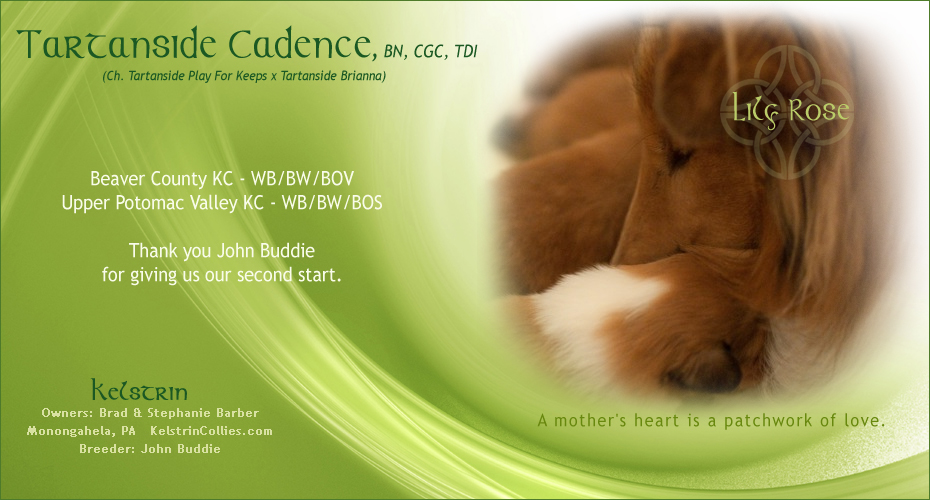 Kelstrin Collies -- Tartanside Cadence, BN, CGC, TDI